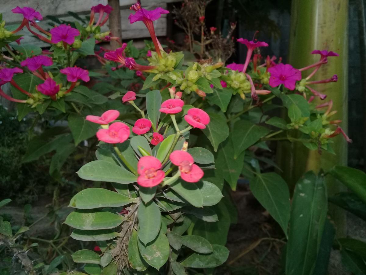Guest House Nena Moyogalpa Luaran gambar