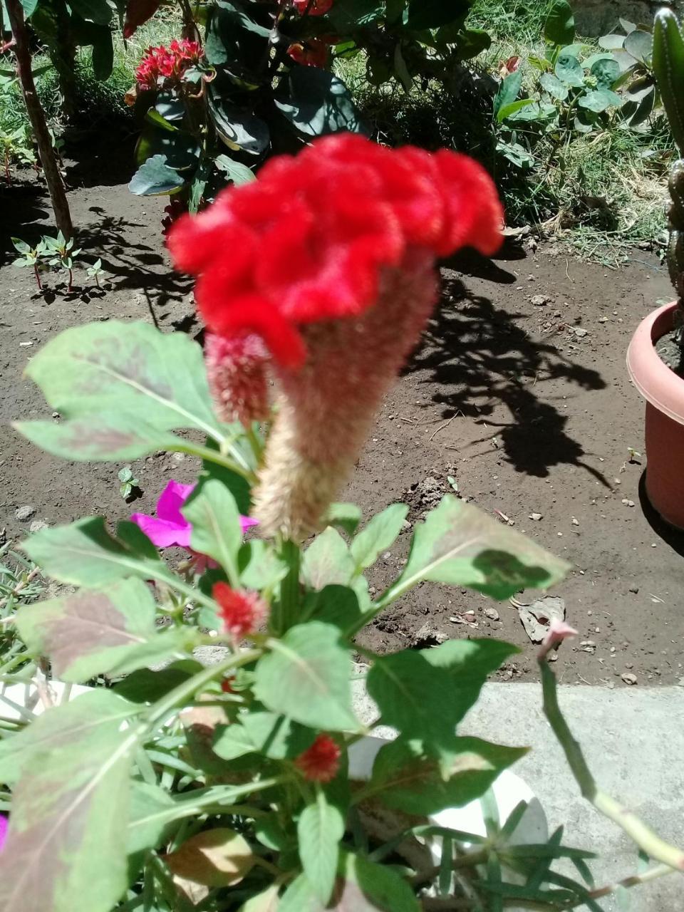 Guest House Nena Moyogalpa Luaran gambar